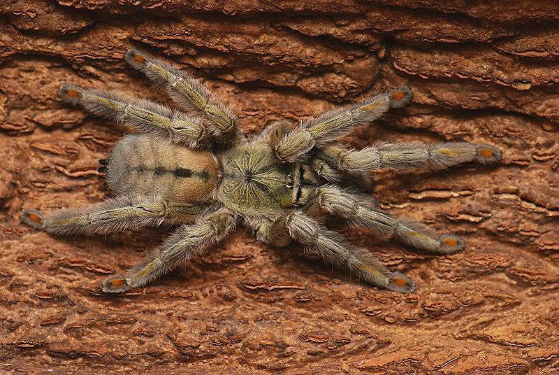 Psalmopoeus cambridgei Trinidad Chevron (2-3cm)