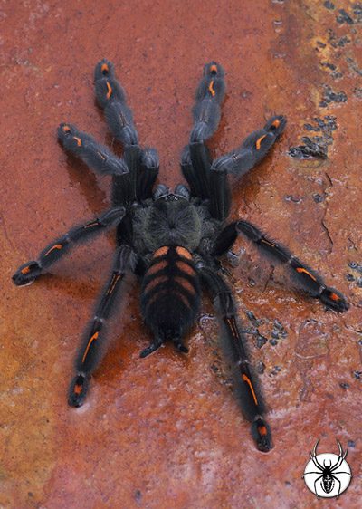 Psalmopoeus irminia Venezuelan Suntiger (1-2cm)