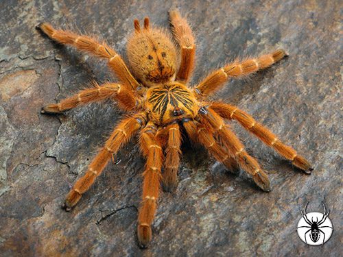 Pterinochilus murinus (RCF) 1-2cm