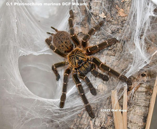Mikumi Starburst (1-2cm) Pterinochilus murinus (DCF)