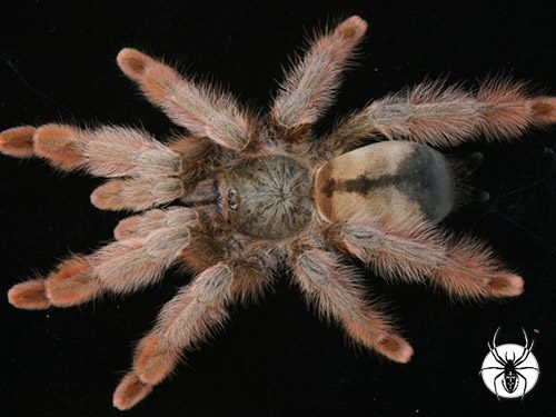 Psalmopoeus pulcher  Panama Blonde (2cm)
