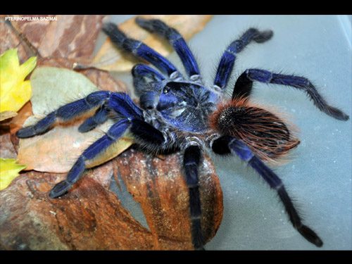Lasiocyano sazmai Sazima's Tarantula (6-8cm)