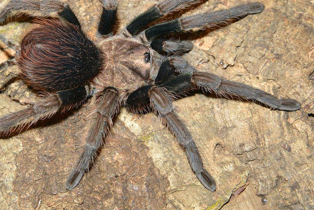 Phormictopus sp. “Green Femur” Green Femur Birdeater (1-2cm)