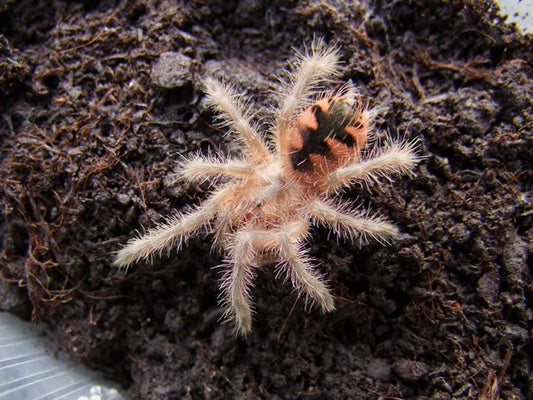 Pamphobeteus sp. “Machalla” Purple Bloom (3cm)