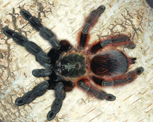 Psalmopoeus victorii Darth Maul Spider (2cm)