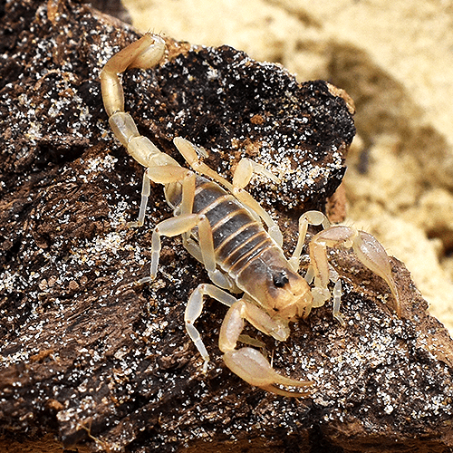 Paruroctonus gracilior Chihiahuan Slendertail (SA/A)