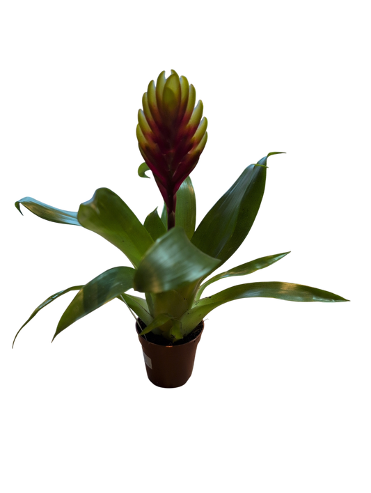 Vriesea El Dorado Small