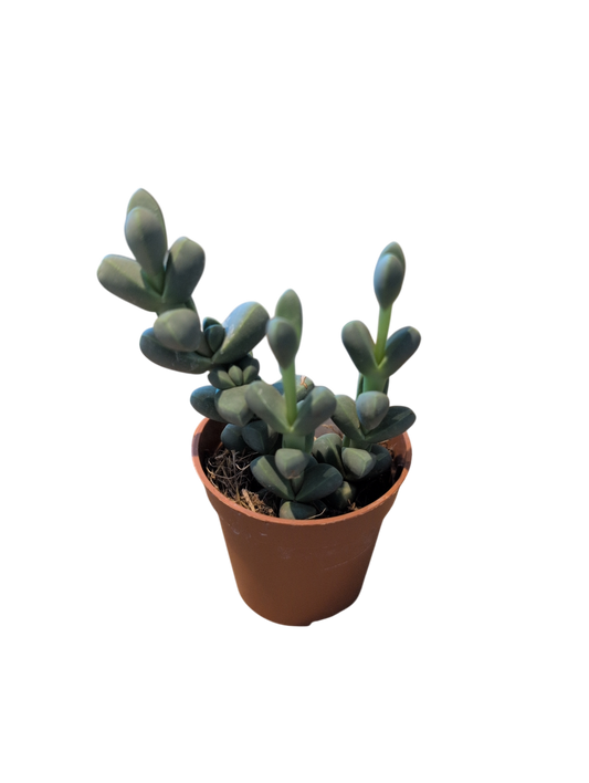 String of Buttons (Small) (Crassula perforata)