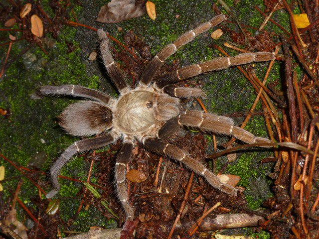 Pseudohaplopus sp. “Kurzhaar” Colombia Ridge Back (1cm)