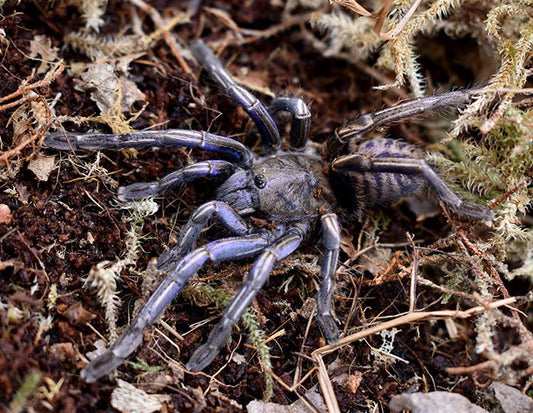 Melopoeus sp. “Purple” - Purple Zebra (1cm)