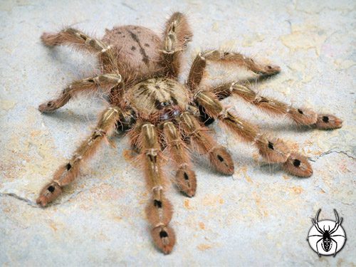 Stromatopelma calceatum Featherleg Baboon (2cm)