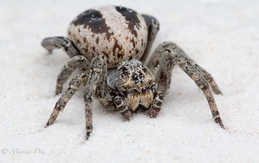 Stegodyphus lineatus - Lined Ladybird Spider (SA/A)