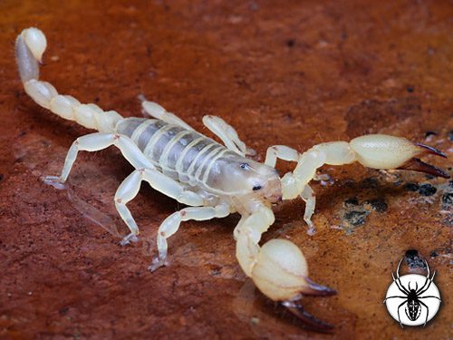 Scorpio maurus palmatus - Golden Desert Scorpion (SA/A)