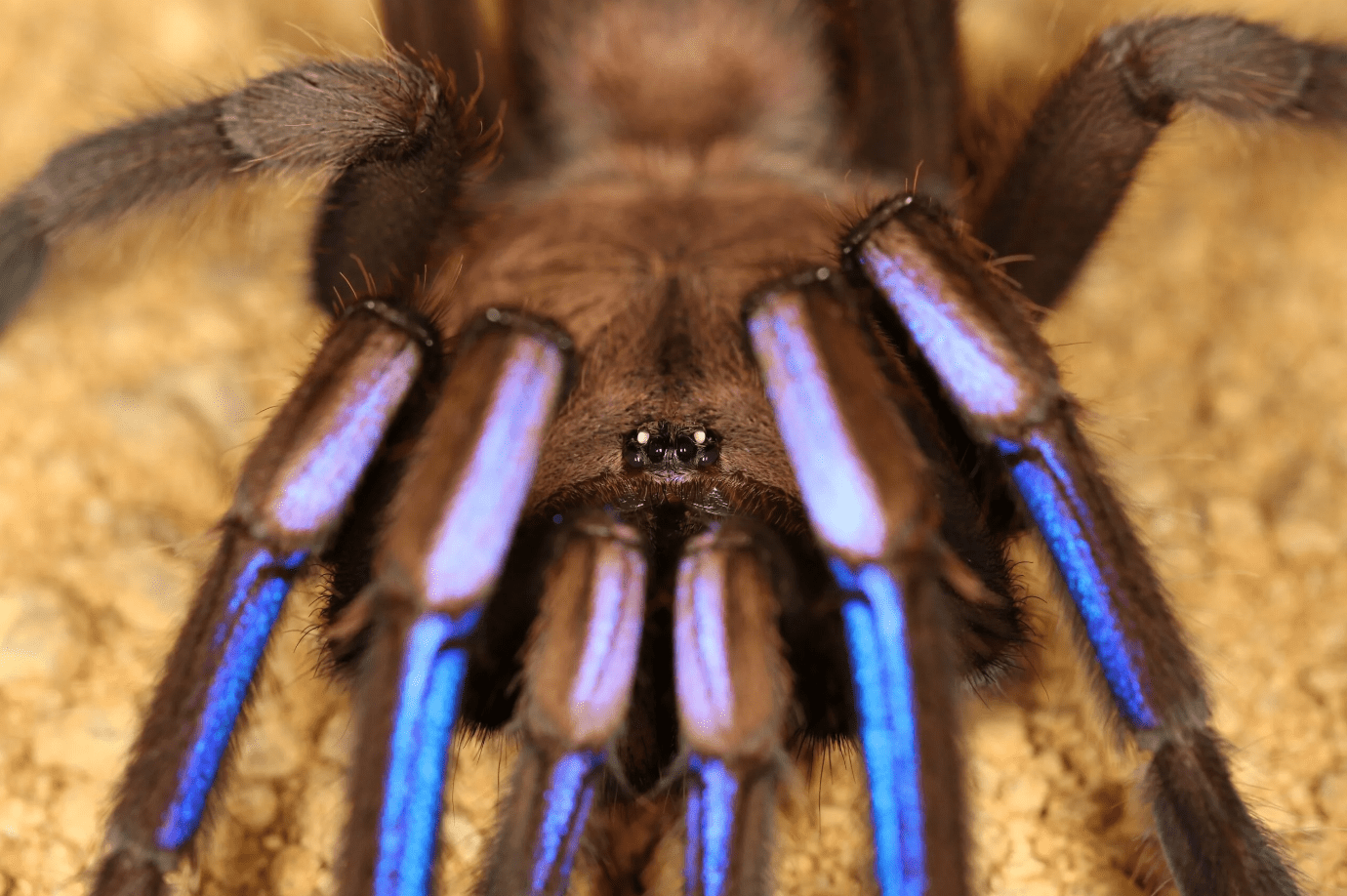 Chilobrachys natanicharum Electric Blue EarthTiger (1cm)