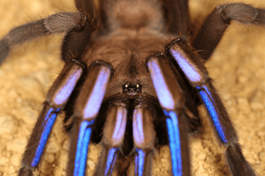 Chilobrachys natanicharum Electric Blue EarthTiger (1cm)