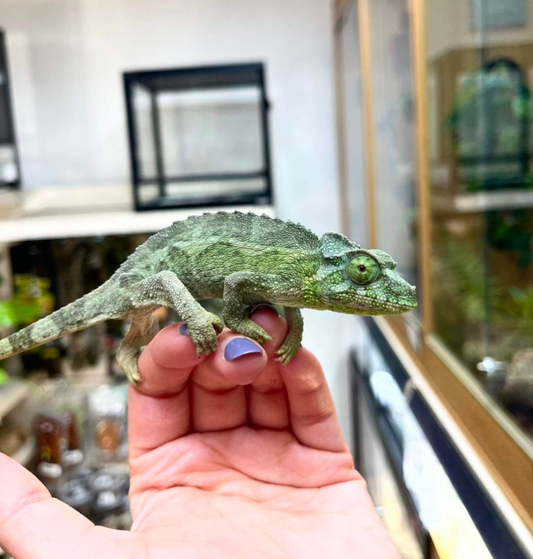 Yellow Crested Jackson Chameleon, Female - Trioceros jacksonii xantholophus