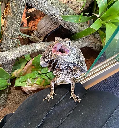Frilled Dragon