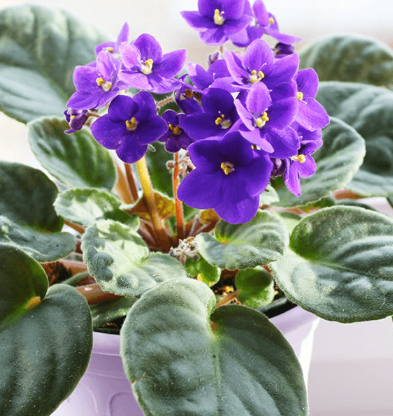 Live Edible Plant African Violet (large) - Saintpaulia