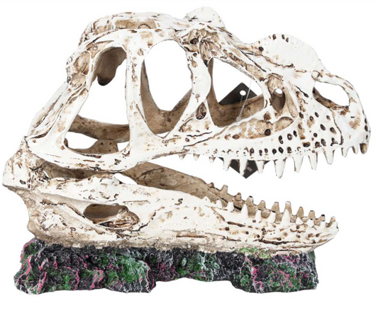 PR Ceratosuarus Skull 19x9x14cm