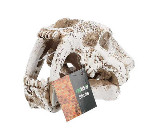 PR Smilodon Skull Med 19.5x10.5x11cm