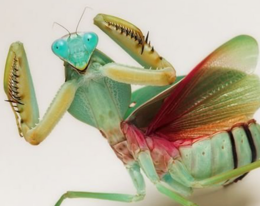 Asian Shield Mantis - Rhombodera Latipronotum