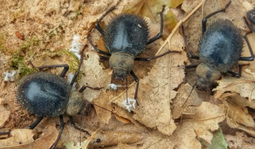 Radiant Sun Beetles - Prionotheca c. coronata