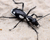 Egyptian Predator Beetle - Anthia sexmaculata