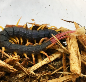 WC Flag Tailed Centipede - Alipes sp