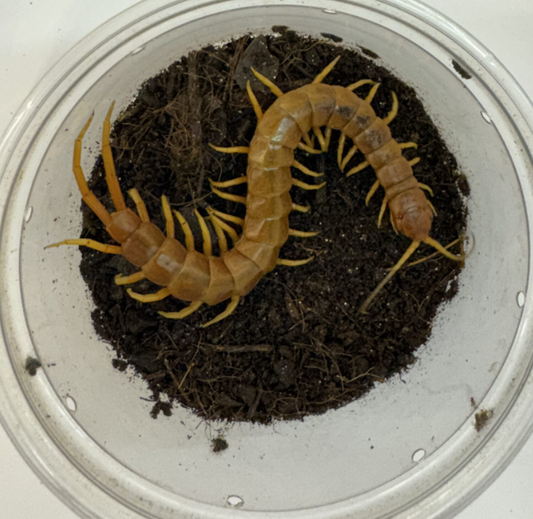 WC Florida Keys Giant Centipede - Scolopendra longipes