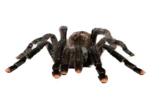 WC Pink Toe Tarantula (Juvenile) - Avicularia avicularia