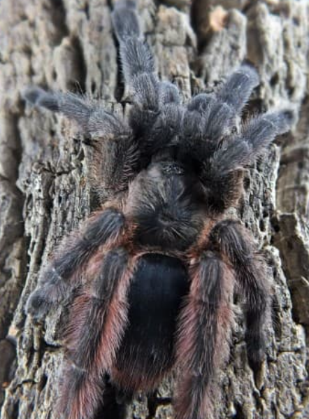 St. Vincents Tree Spider (Juvenile) - Tapinauchenius sanctivincenti