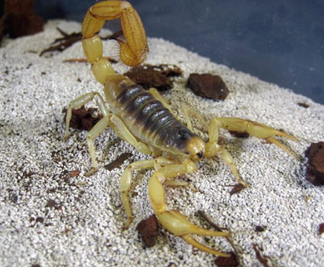 Desert Hairy Scorpion - Hadrurus arizonensis