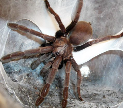 Goa Mustard Tarantula (Juvi)- Thrigmopoeus truculentus