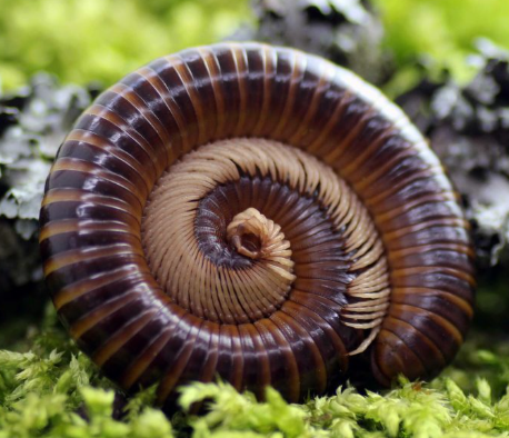 West African "Feather Leg" Millipede
