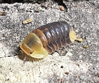 Rubber Ducky Isopods (x5)