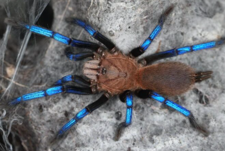 Neon Blue Leg Tarantula  (1-1.5cm) - Birupes simoroxigorum