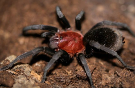 Amazon Red Head (5-6cm) - Bumba horrida