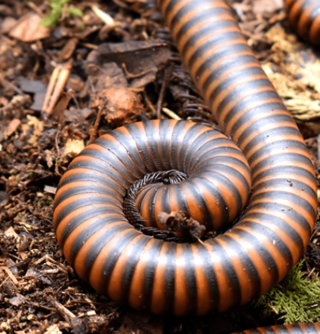 Banded Goliath Millipede - Thyropygus sp. “Banded Goliath”