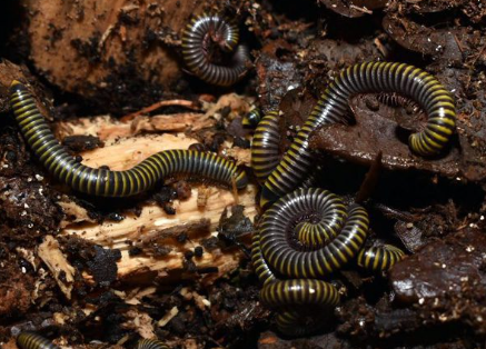 Bumblebee Millipedes - Anadenobolus monilicornis