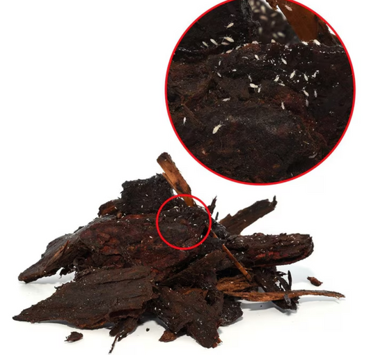 Springtails 80g Tub