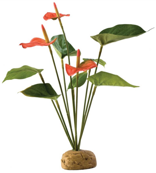 Exo Terra Anthurium Bush