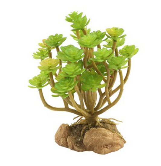 Zoo Med Desert Flora, Tree Houseleek