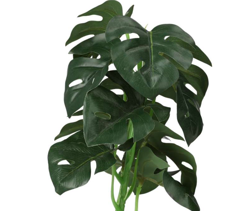 PR Terrestrial Monstera 27cm