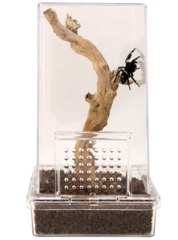 Zoo Med Jumping Spider Kit
