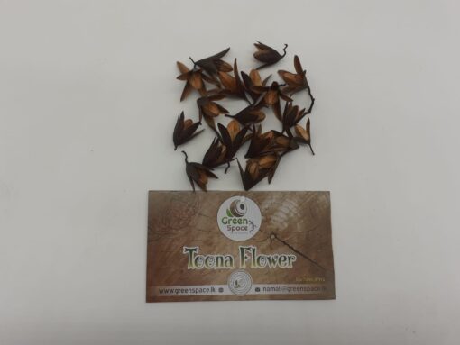 Toona Flowers