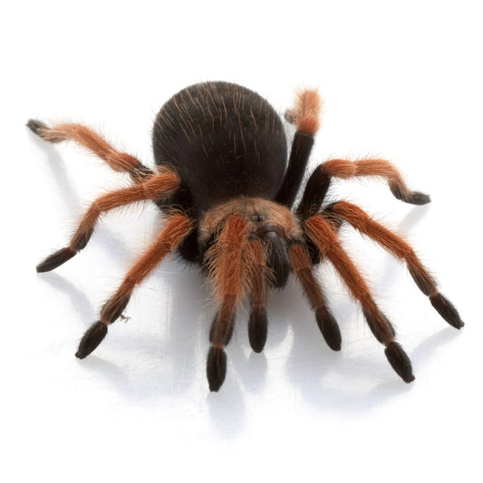 CB 4-5cm Mexican Red Leg Tarantula- Brachypelma emilia