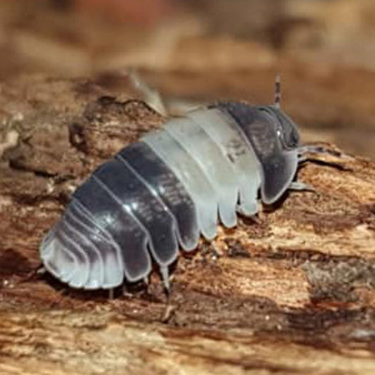 Panda King Isopods x 10