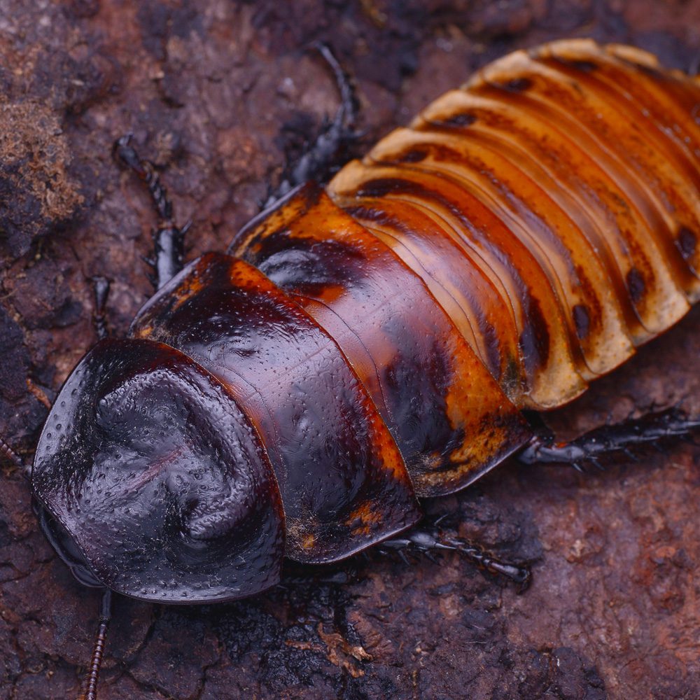 CB Madagascan Hissing Cockroach (Gromphadorhina portentosa)