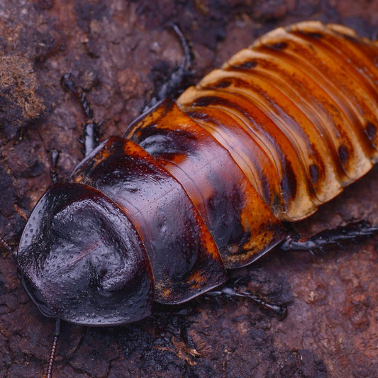 CB Madagascan Hissing Cockroach (Gromphadorhina portentosa)