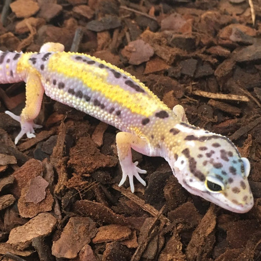 CB Designer Jungle Leopard Gecko